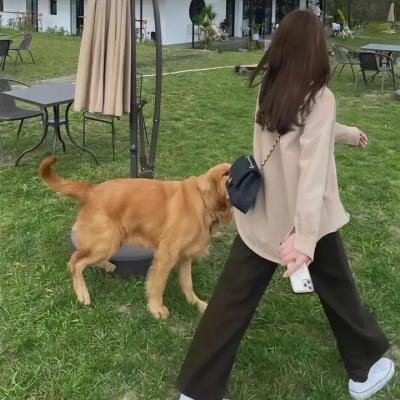 满城尽奏吉卜赛
